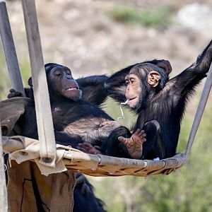 Chimpanzees ‘Hope’ and ‘Happy’
