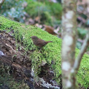 Yakushima Common Wren (Troglodytes troglodytes ogawae)