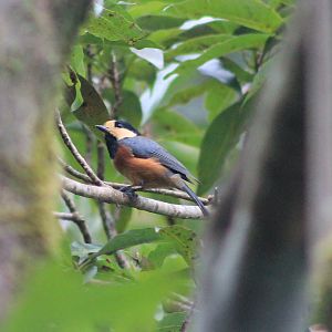 Yakushima Varied Tit (Sittiparus varius yakushimensis)