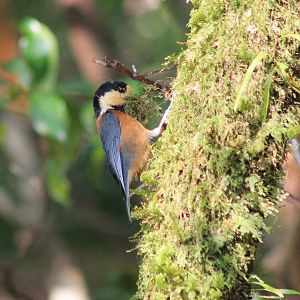 Yakushima Varied Tit (Sittiparus varius yakushimensis)