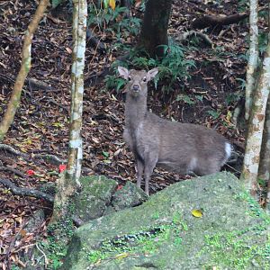 Yakushima Sika Deer (Cervus nippon yakushimae)