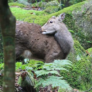 Yakushima Sika Deer (Cervus nippon yakushimae)