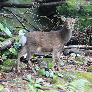 Yakushima Sika Deer (Cervus nippon yakushimae)