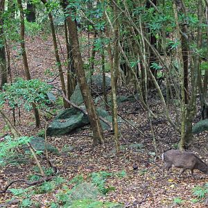 Yakushima Sika Deer (Cervus nippon yakushimae)