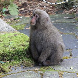 Yakushima Macaque (Macaca fuscata yakui)