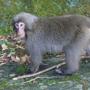Yakushima Macaque (Macaca fuscata yakui)