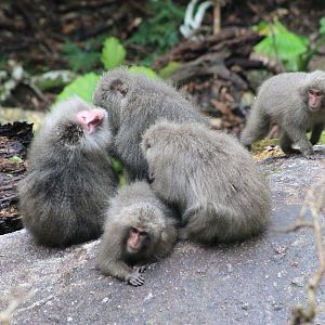 Yakushima Macaques (Macaca fuscata yakui)