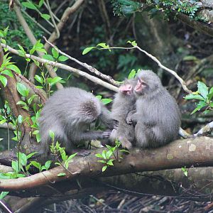 Yakushima Macaques (Macaca fuscata yakui)