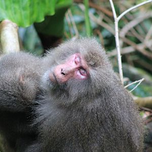 Yakushima Macaques (Macaca fuscata yakui)