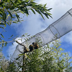 “Monkey Crossing”