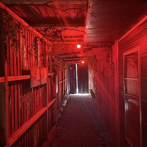 “Fragile Forests At Night”