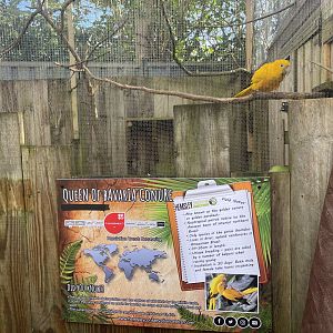 Queen of Bavaria Conure Aviary