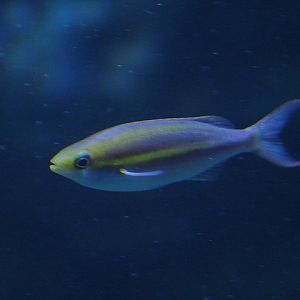 Small-toothed whiptail (Pentapodus caninus) - BXSea
