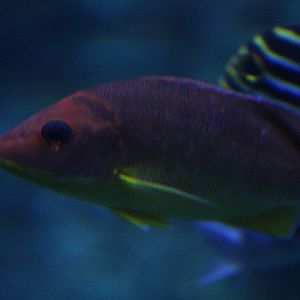 Papuan snapper (lutjanus papuensis) - BXSea
