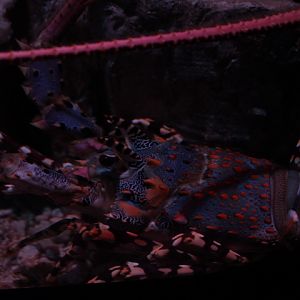 Ornate spiny lobster (Panulirus ornatus) - BXSea