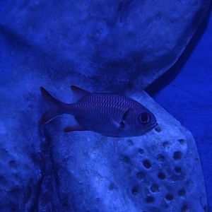Blotcheye soldierfish (Myripristis berndti) - BXSea