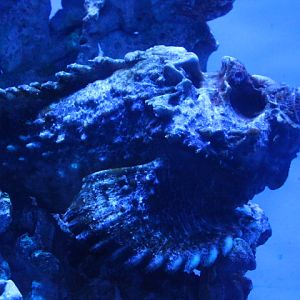 Estuarine stonefish (Synanceia horrida) - BXSea