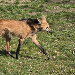Maned wolf
