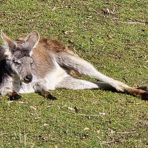 Eastern wallaroo