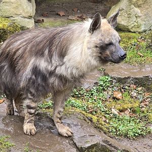 Brown hyena