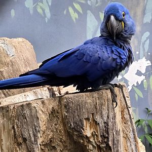 Hyacinth macaw