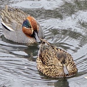 European teal