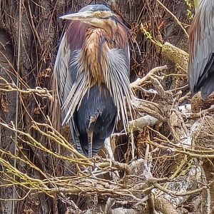 Purple heron