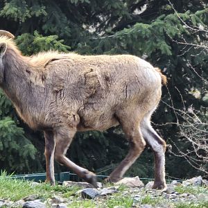 Bighorn sheep