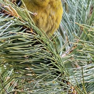 Crossbill