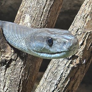 Black mamba