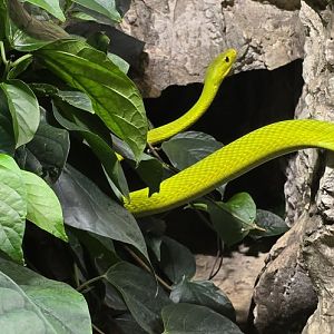 Green mamba