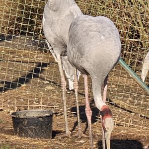 Sarus cranes