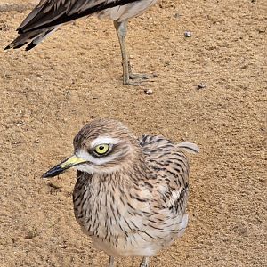 Stone Curlew