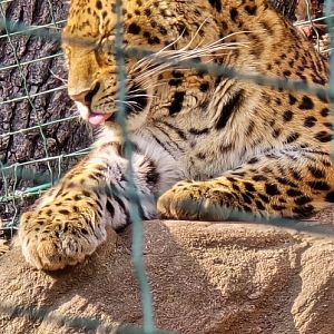 North Chinese leopard