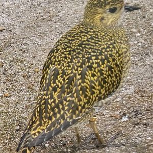 Golden plover