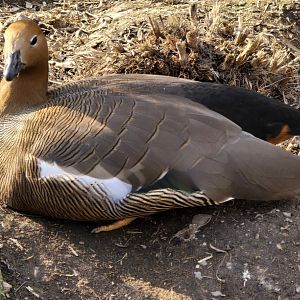 Ruddy headed goose