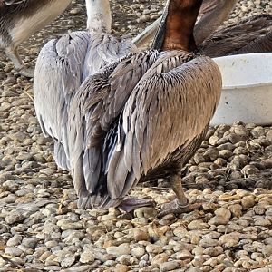 Peruvian  Brown pelican
