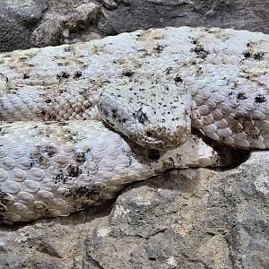 Southwestern speckled rattlesnake