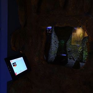 Tank 12 - Blind cave tetras