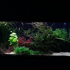 Tank 13 (species list in comments)