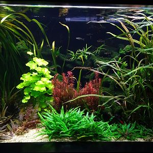 Tank 13 (species list in comments)