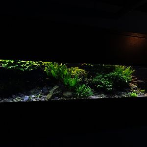 Tank 14 (species list in comments)