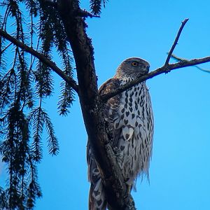 2cy Eurasian goshawk ( Astur gentilis)