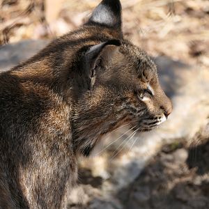Appalachian Cats - Bobcat - Lynx rufus