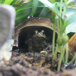 Applaachian Station - American Toad - Anaxyrus americanus