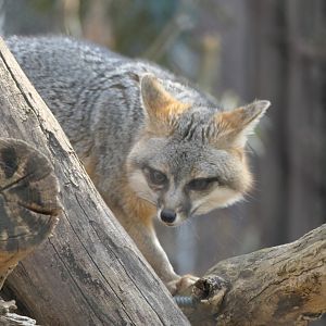 Gray Fox - Urocyon cinereoargenteus