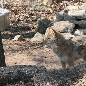 Coyote - Canis latrans