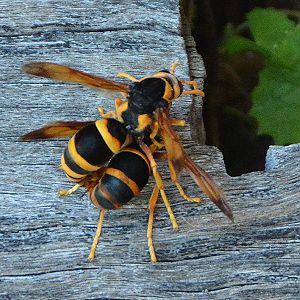 Mating Cobbler (?) wasps