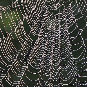 Spider web close-up