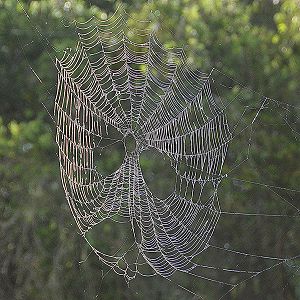 Spooky spiders web